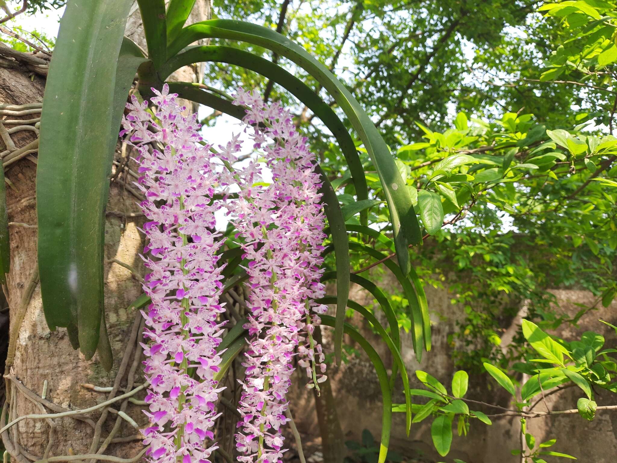 Слика од Rhynchostylis retusa (L.) Blume