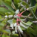 Aechmea dichlamydea var. trinitensis L. B. Sm.的圖片