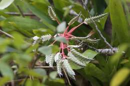 Aechmea dichlamydea var. trinitensis L. B. Sm.的圖片