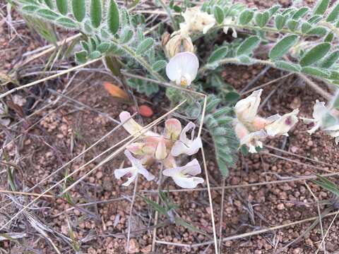 Imagem de Astragalus parryi A. Gray