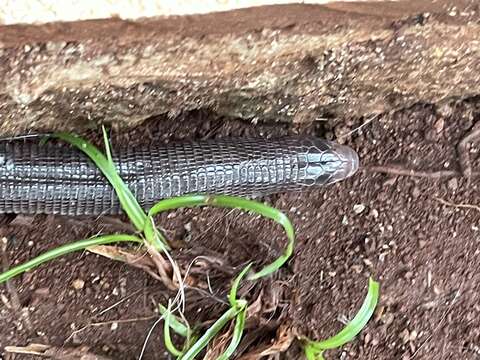 Image of Mertens'  Worm Lizard