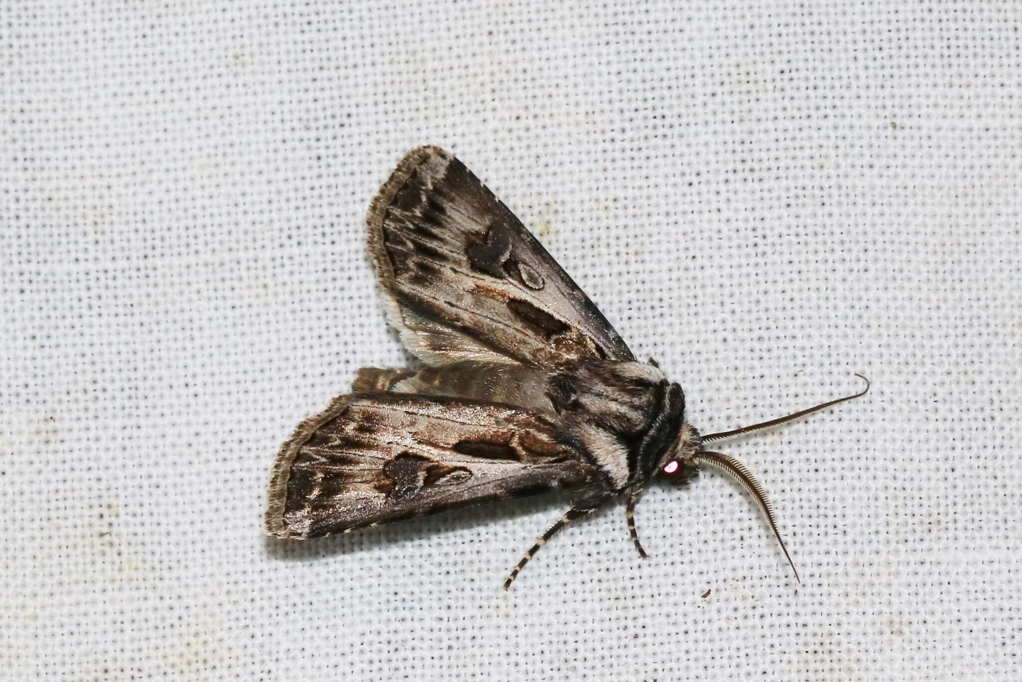 Agrotis vestigialis Hüfnagel 1766的圖片