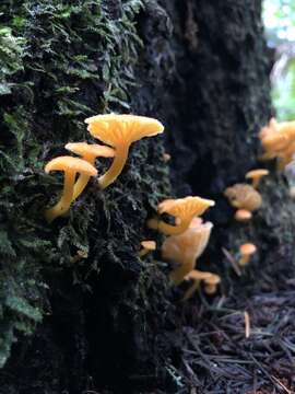 Image of Chrysomphalina aurantiaca (Peck) Redhead 1987