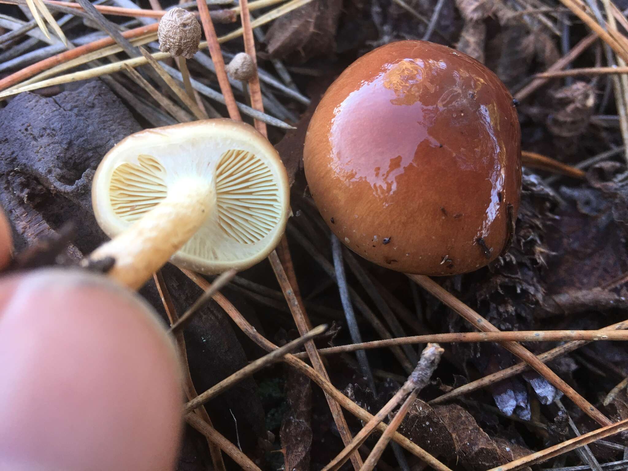 Image of Pholiota velaglutinosa A. H. Sm. & Hesler 1968