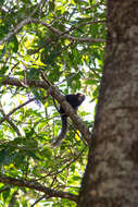 Image of Buffy Tufted-ear Marmoset