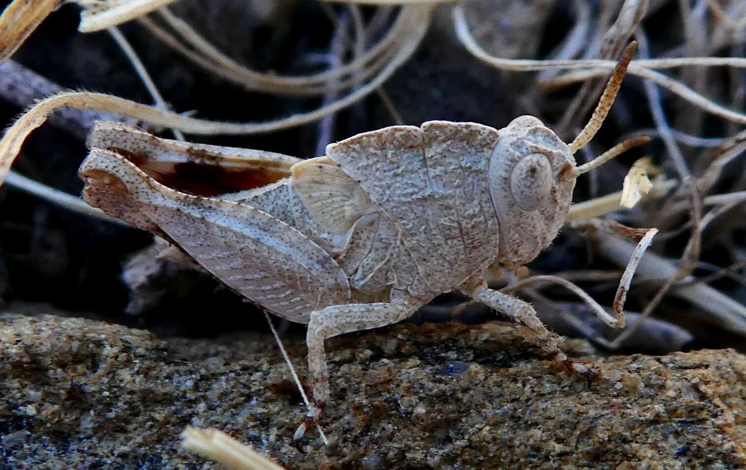 Image of Lactista gibbosus Saussure 1884