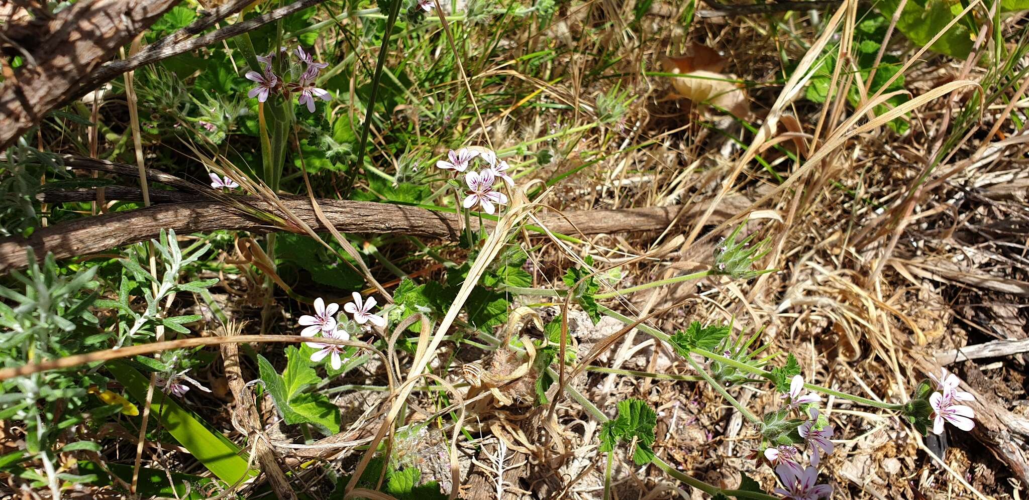 Слика од Pelargonium australe (Poir.) Jacq.