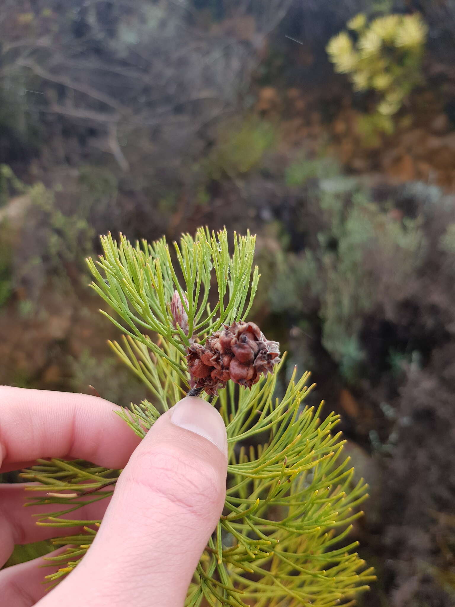 Imagem de Paranomus bracteolaris Salisb. ex Knight