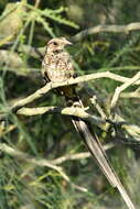 Image of Scissor-tailed Nightjar