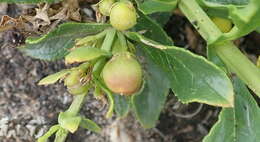 Image of Teedia lucida (Soland.) Rudolphi