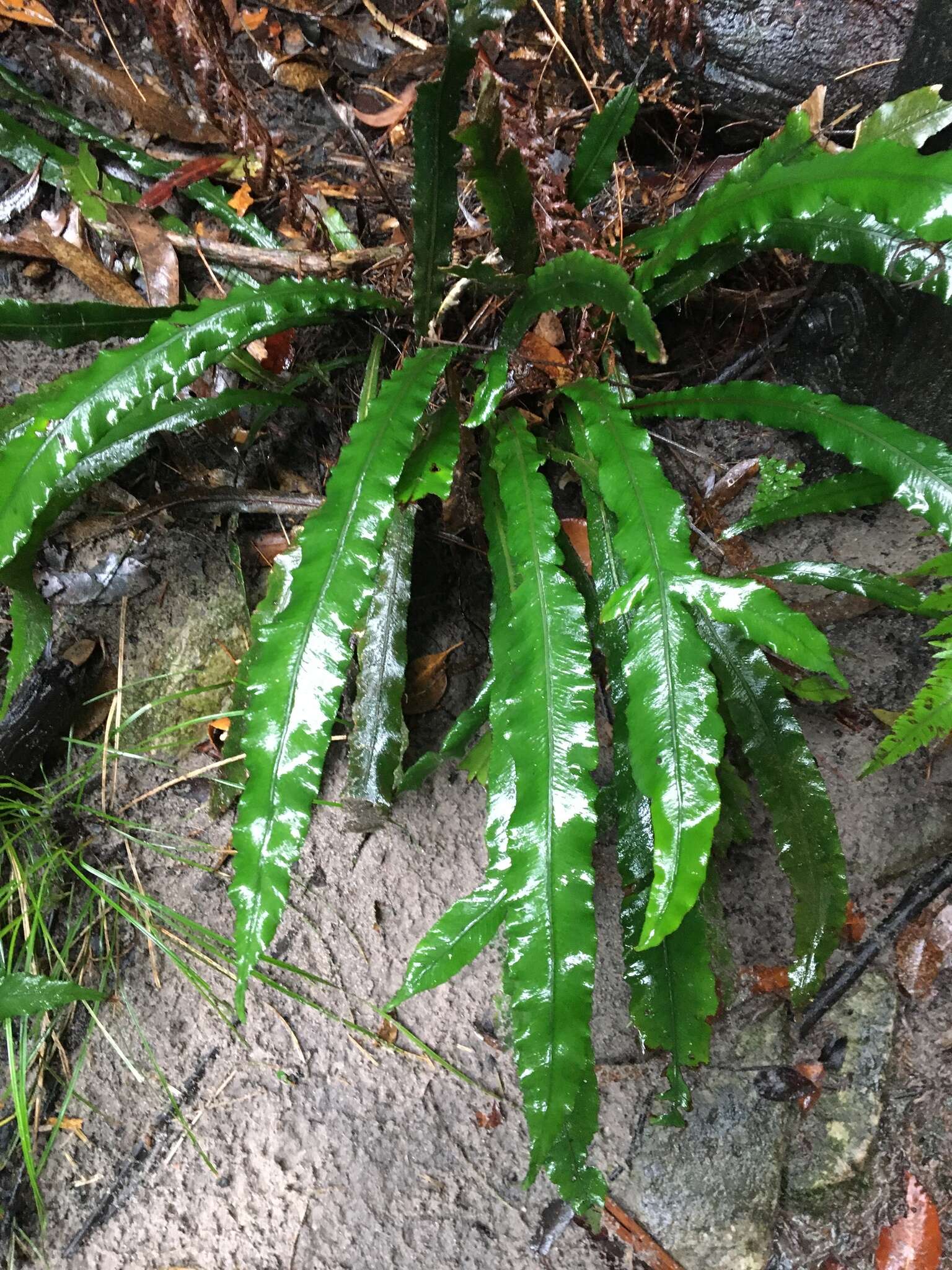 Image of Asplenium attenuatum R. Br.