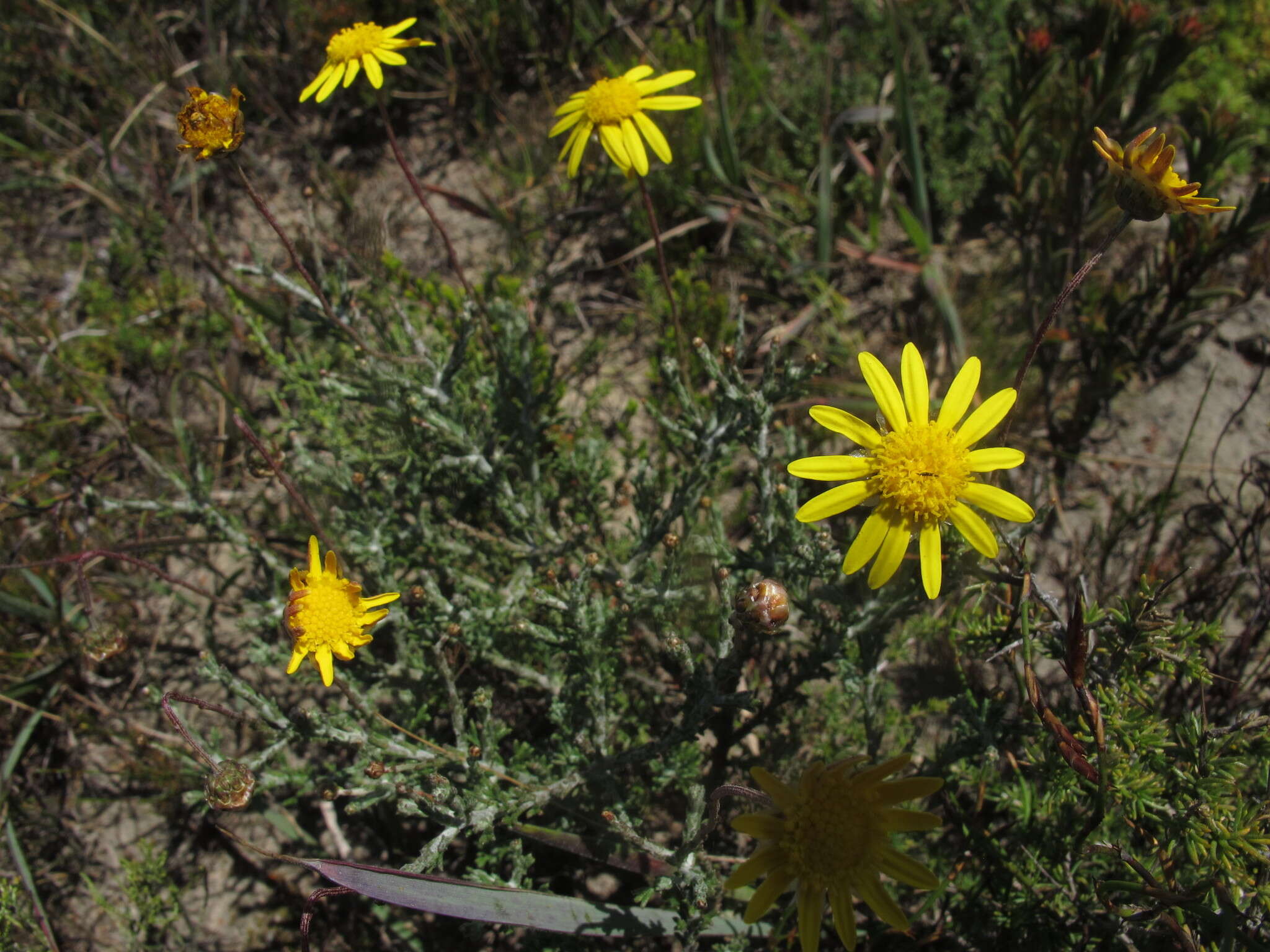 Image of Ursinia discolor (Less.) N. E. Br.