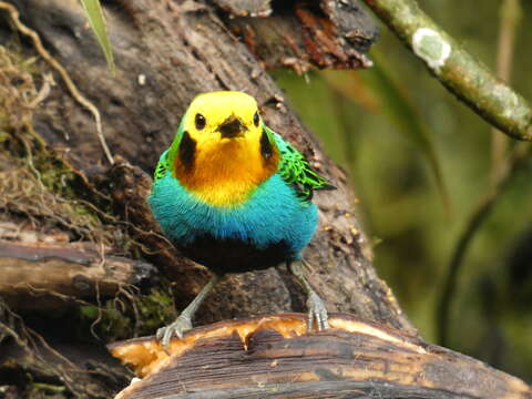 Image of Multicolored Tanager