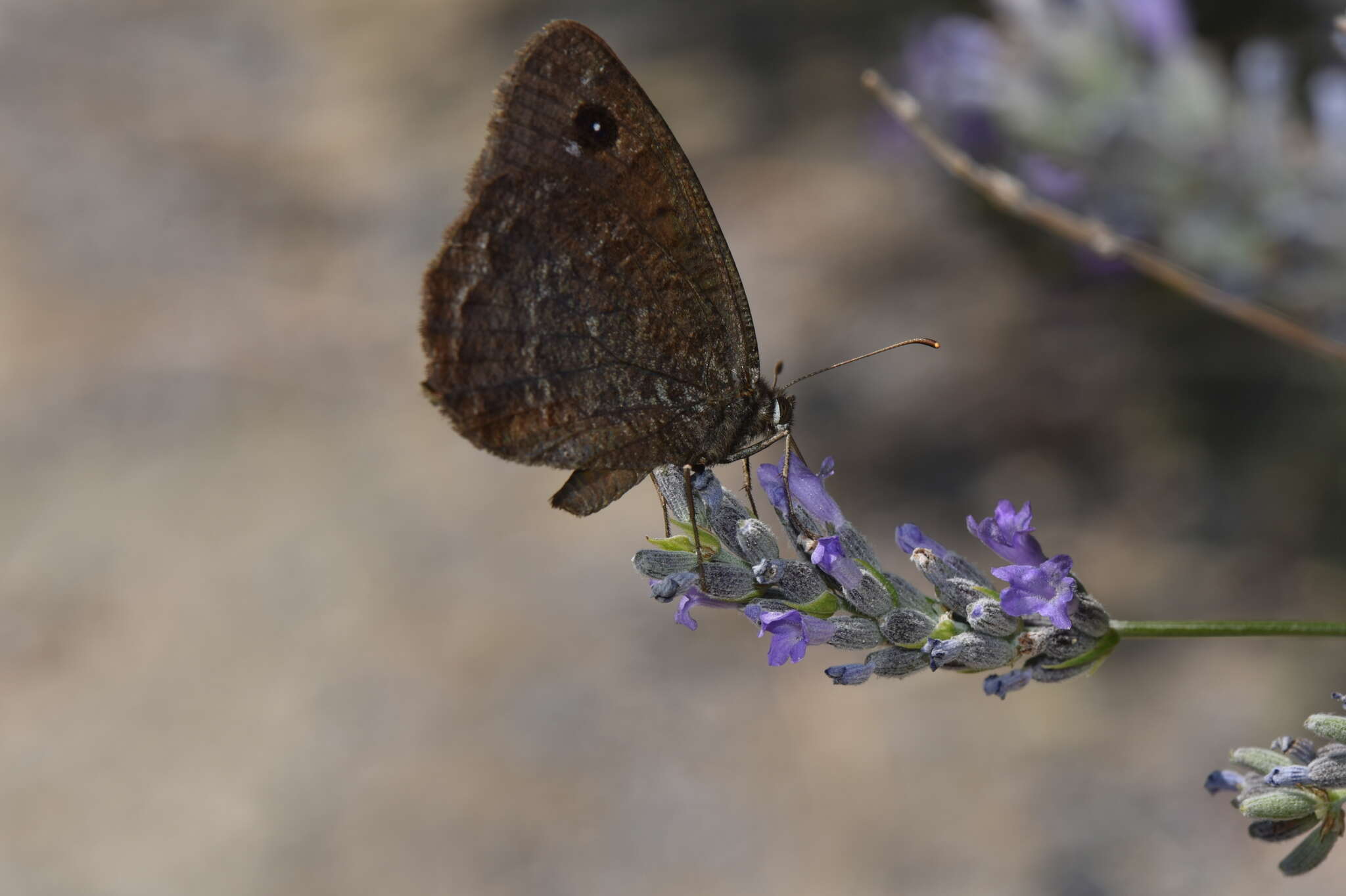 Imagem de Satyrus actaea Esper 1780