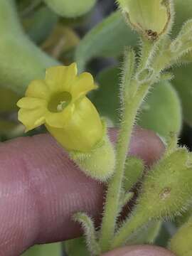 Image of Nicotiana rupicola Santilli, De Schrevel, Lavandero & Dandois