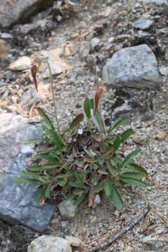 Imagem de Dryas octopetala subsp. punctata (Juz.) Hult.