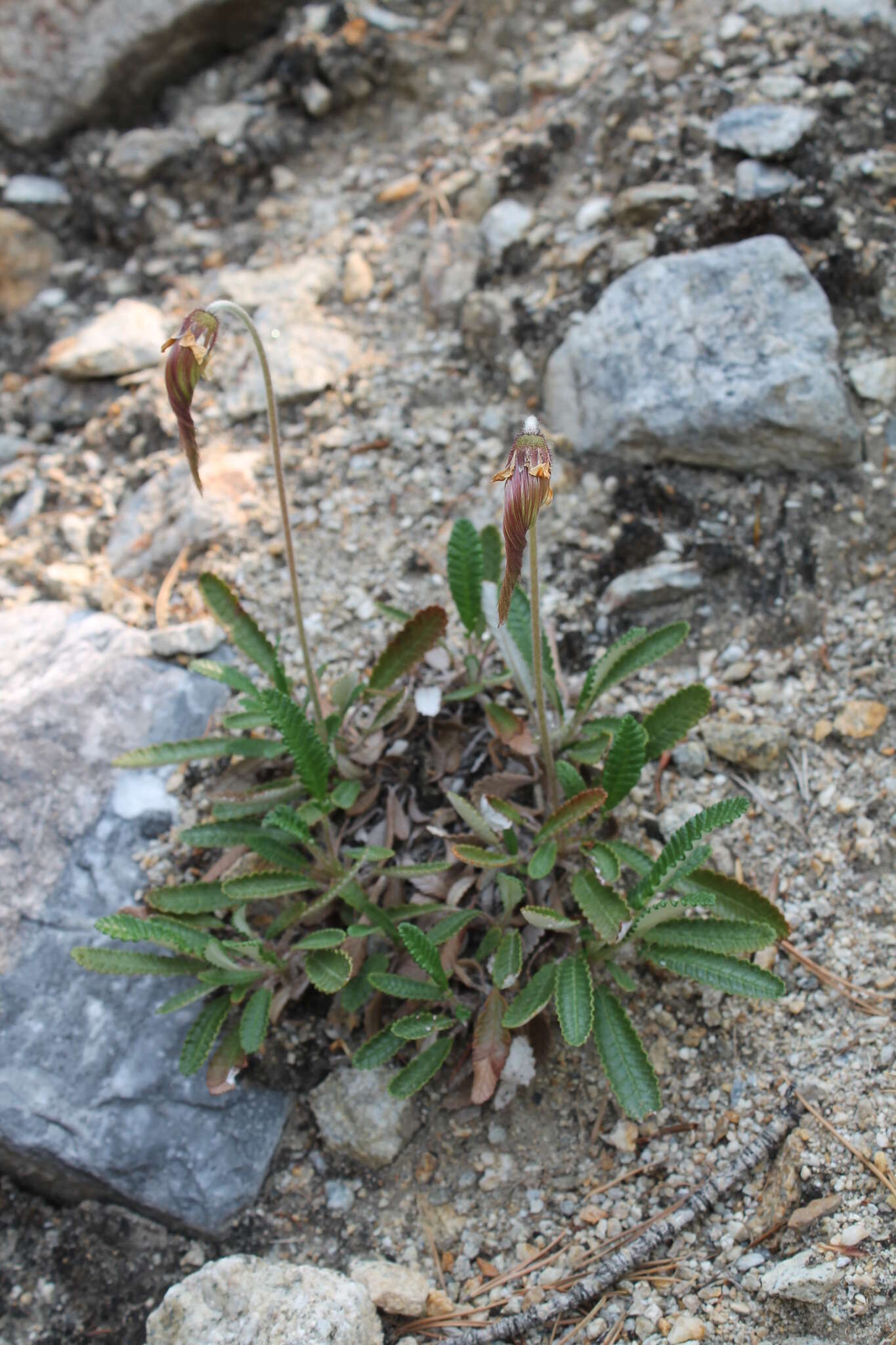 Image of eightpetal mountain-avens