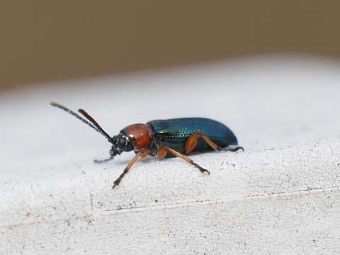 Image of Cereal leaf beetle