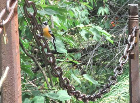 Image of Grey-headed Bullfinch