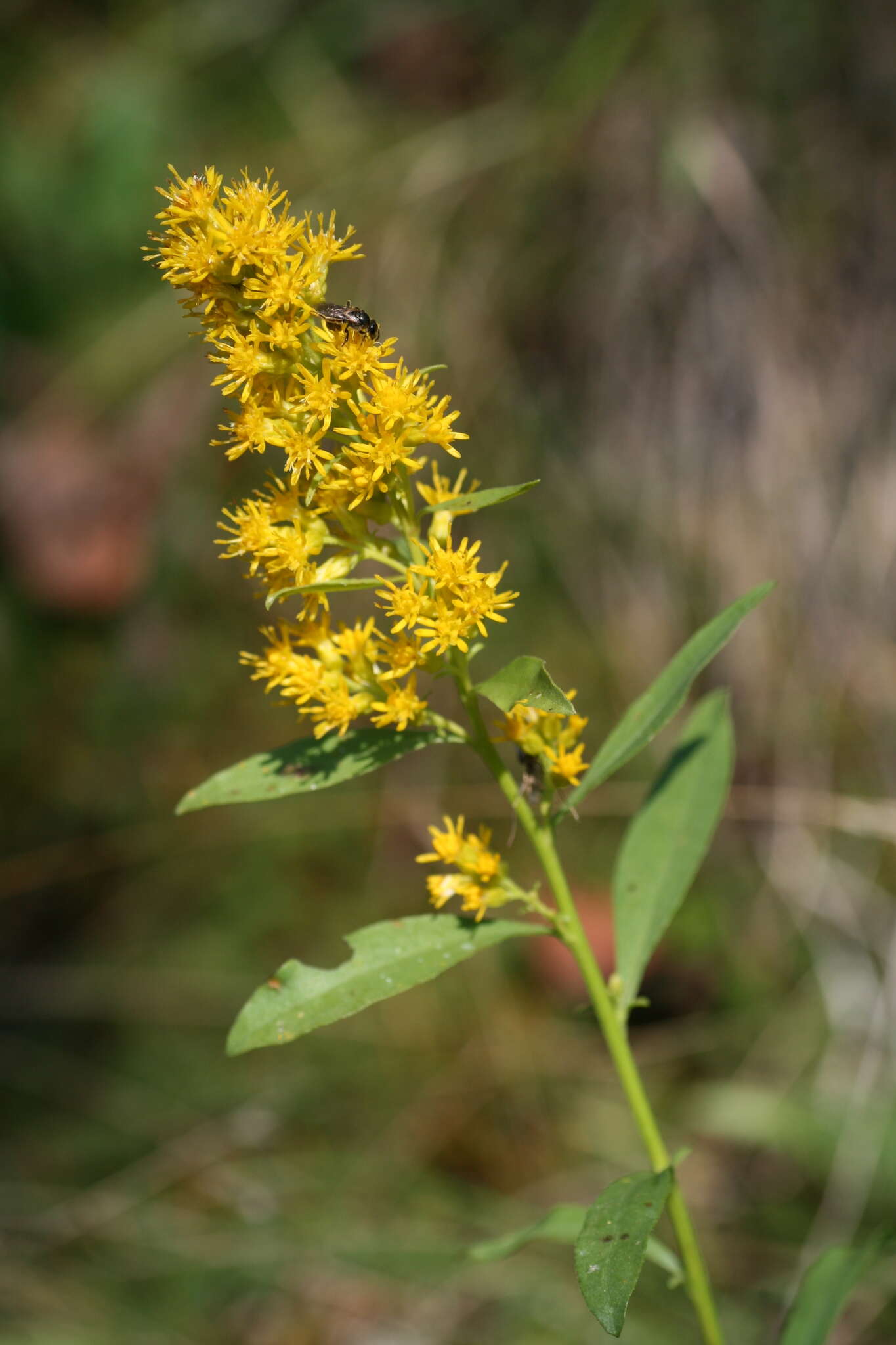 Plancia ëd Solidago pallida (Porter) Rydb.