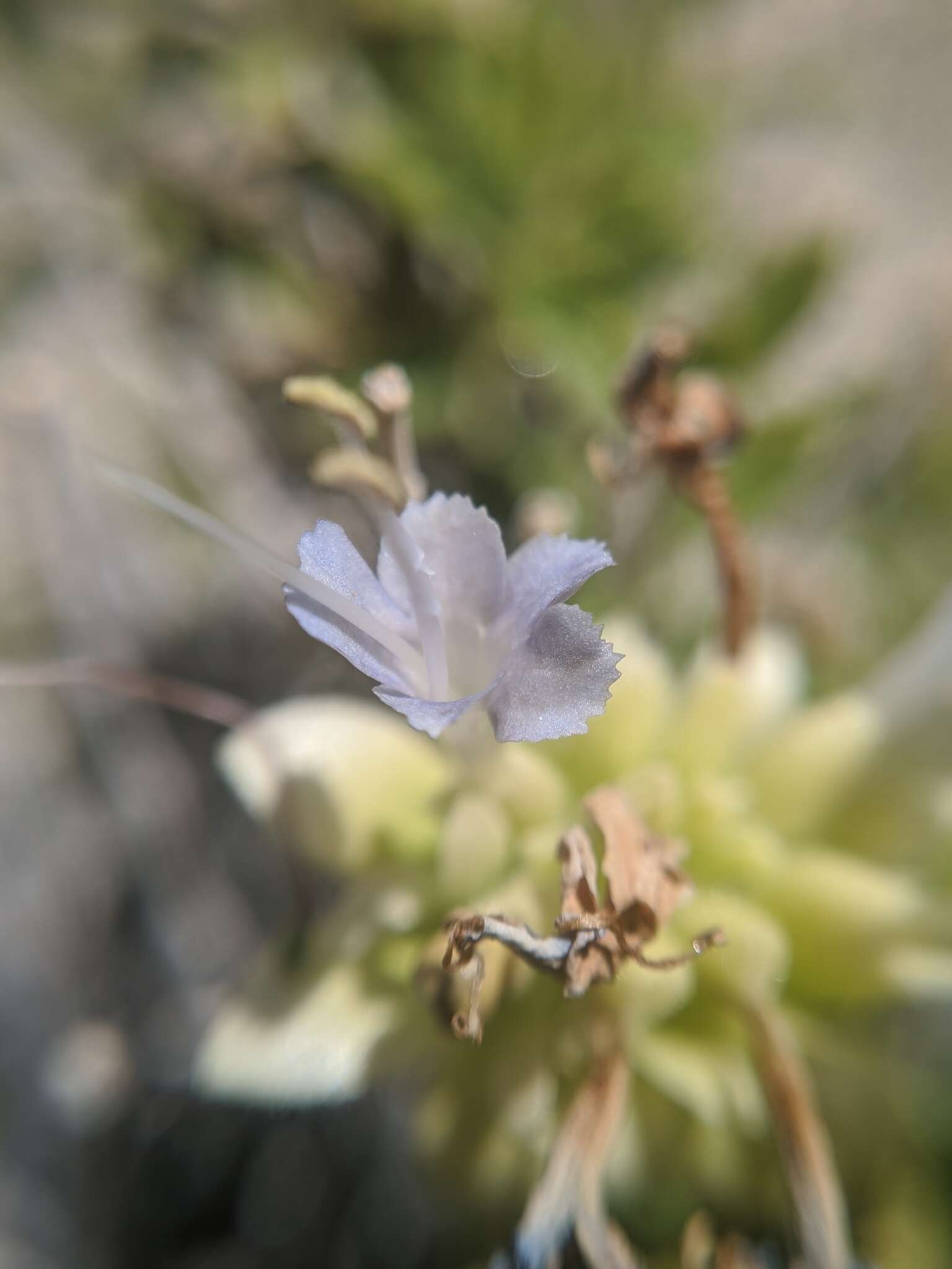 Image of Mojave sage