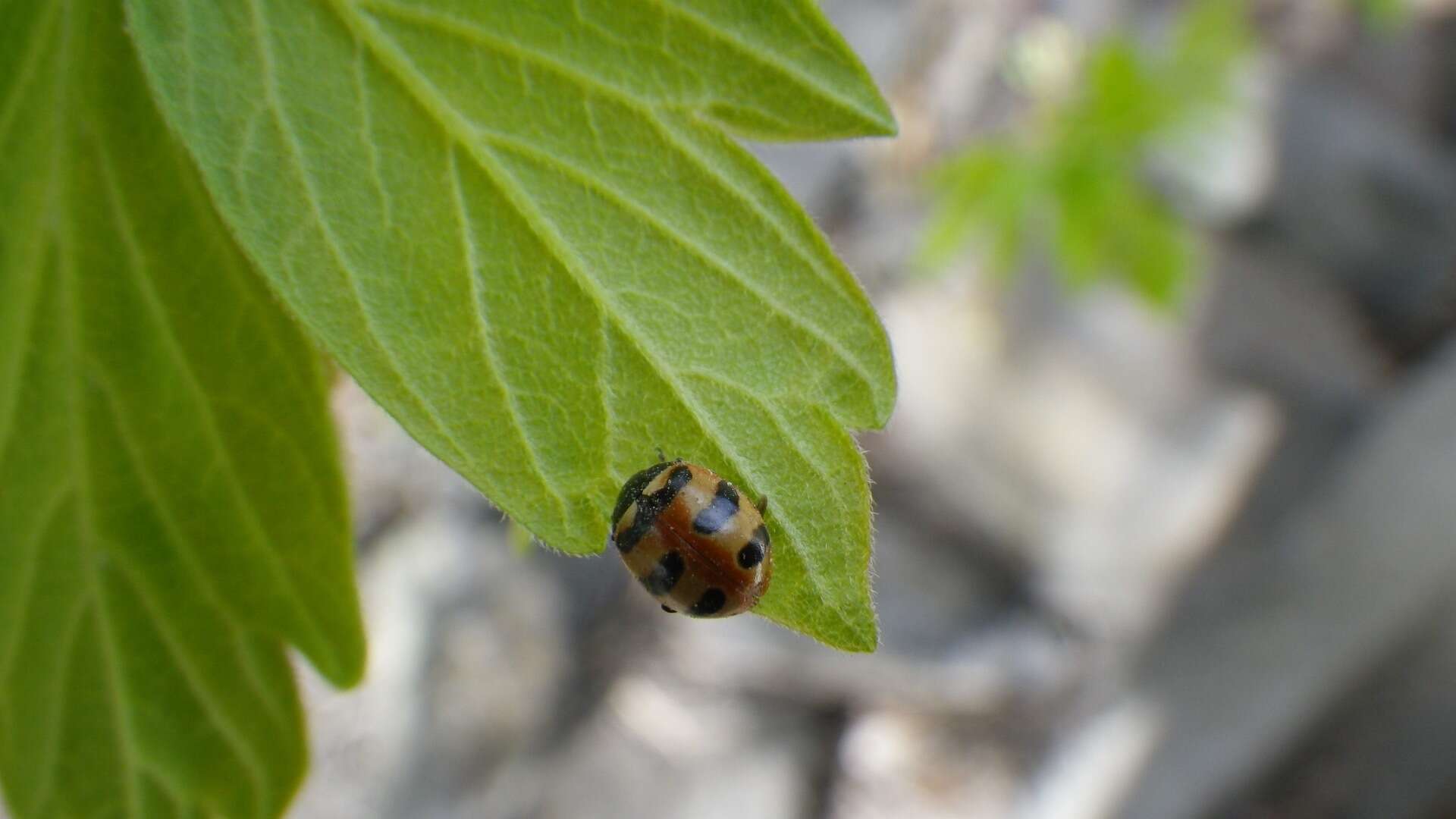 Image of Three-banded Lady Beetle