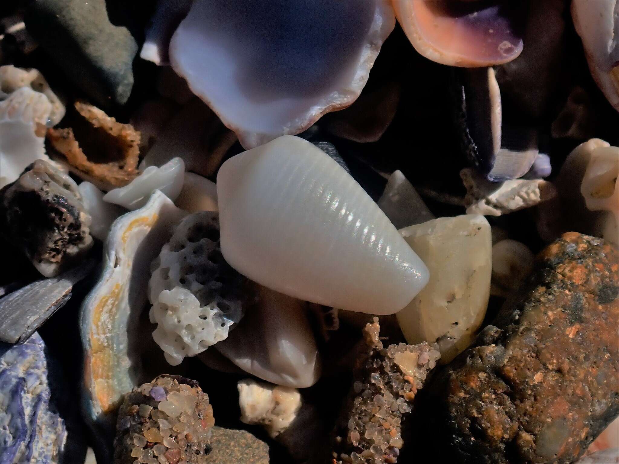 صورة Conus cyanostoma A. Adams 1854