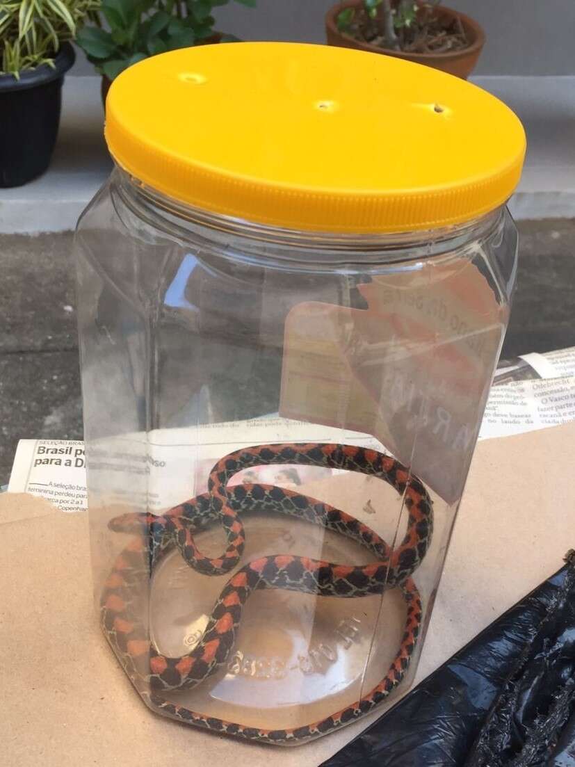 Image of Guanabara Spotted Night Snake