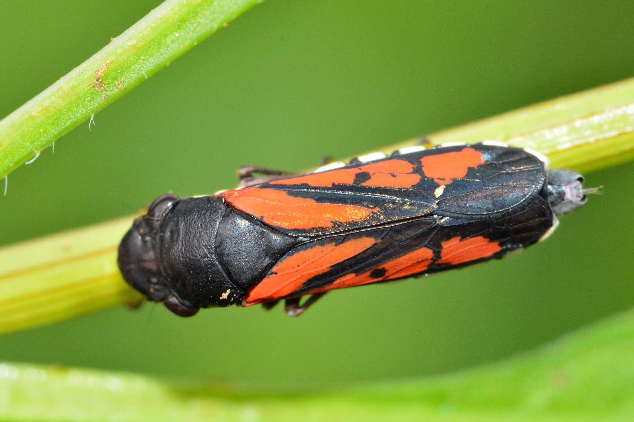 Image of Oncometopia (Similitopia) rufipennis (Signoret 1855)