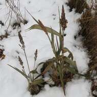 Image of sorghum