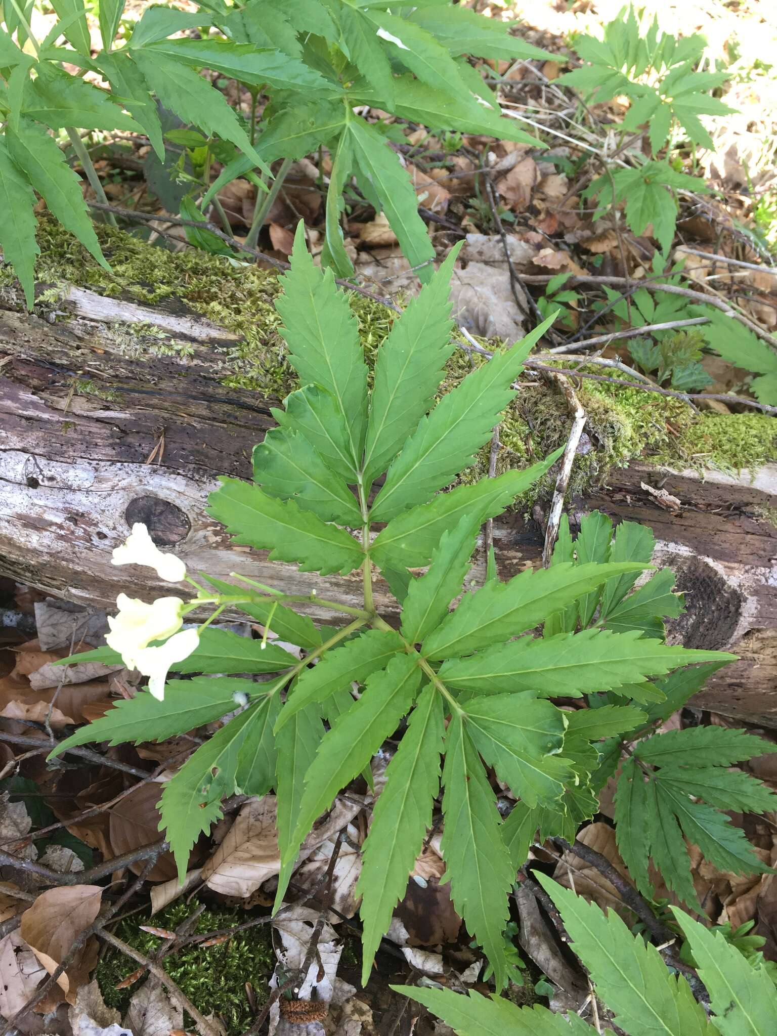 Слика од Cardamine kitaibelii Bech.