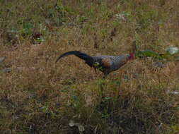 Image of Grey Junglefowl