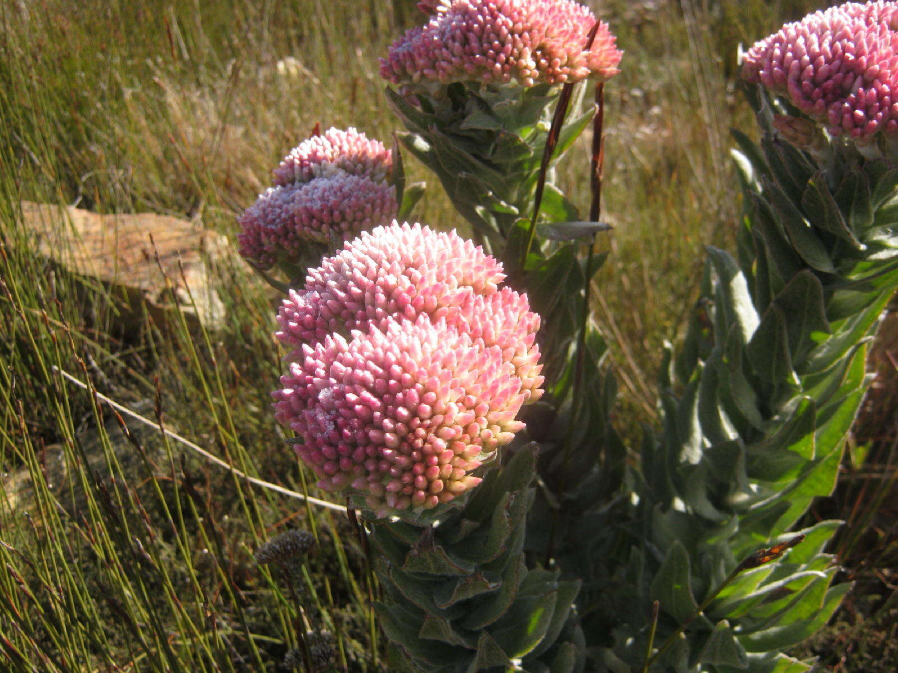 Syncarpha milleflora (L. fil.) B. Nord. resmi