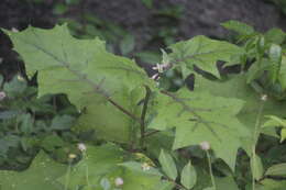 Image de Solanum stramonifolium Jacq.