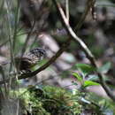 Image of Mountain Wren-Babbler