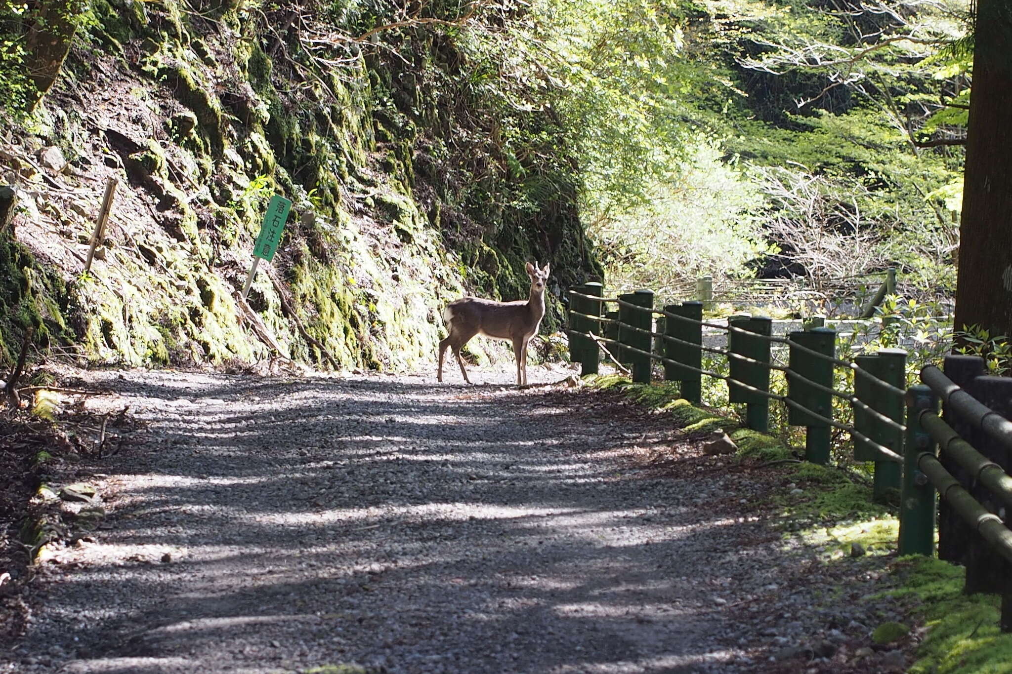 Image of Cervus nippon centralis