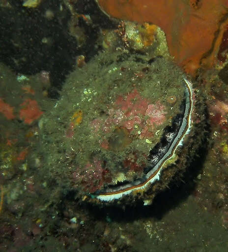 Image of Thorny oyster