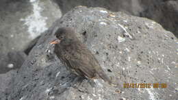 Image of Espanola Cactus Finch