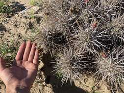 Image of Echinocereus maritimus (M. E. Jones) K. Schum.