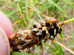 Sivun Anthracoidea arenariae (Syd.) Nannf. 1977 kuva