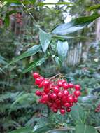 Image of Viburnum foetidum var. rectangulatum (Graebner) Rehder