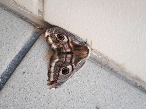 Image of Saturnia pavoniella (Scopoli 1763)