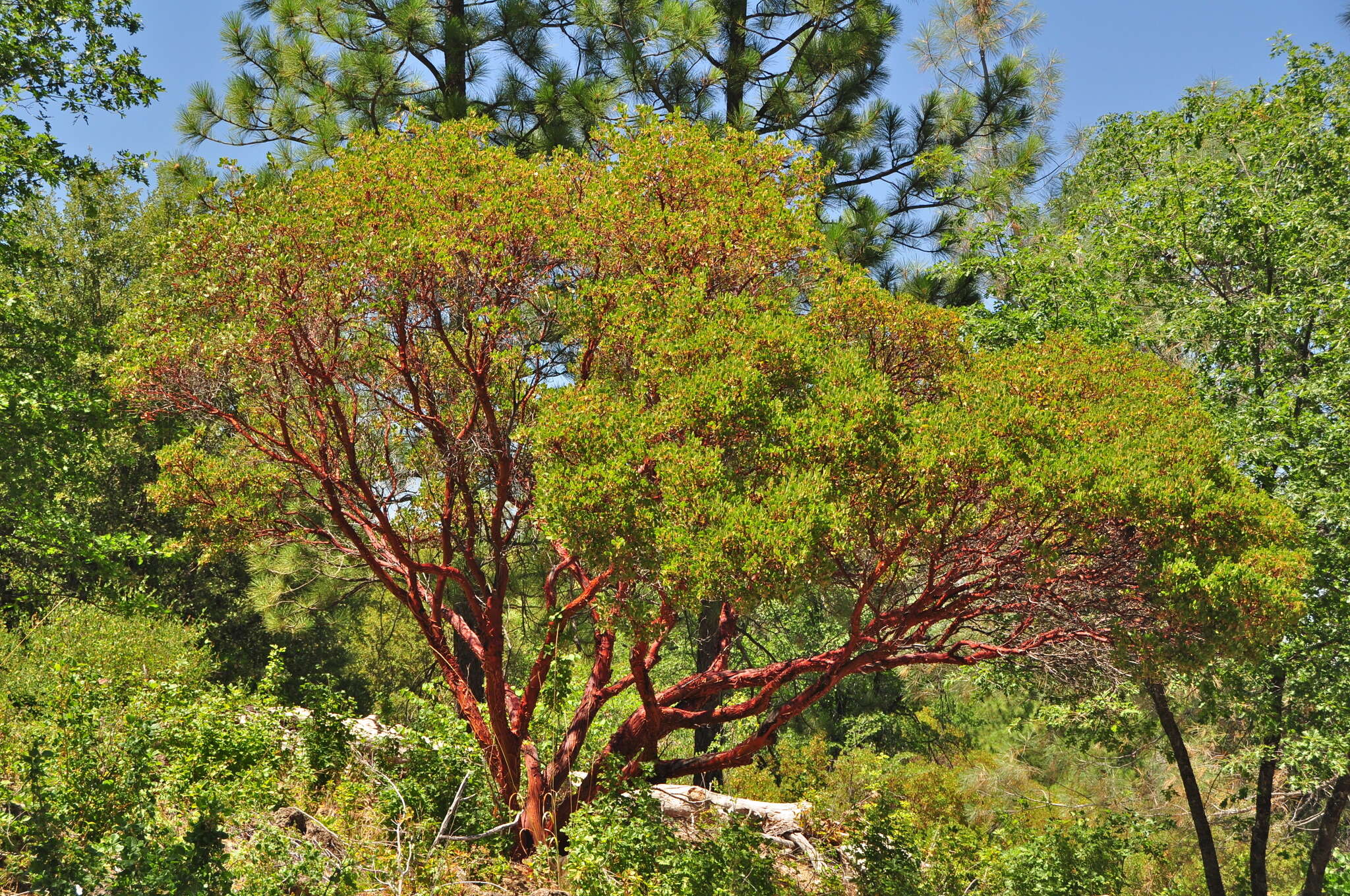 Sivun Arctostaphylos manzanita subsp. wieslanderi P. V. Wells kuva