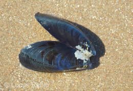 Image of Chilean mussel