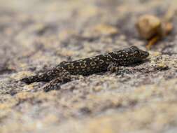 Image de Hemidactylus yajurvedi Murthy, Bauer, Lajmi, Agarwal & Giri 2015