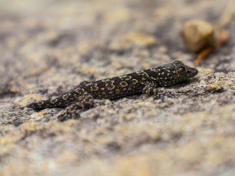 Image of Hemidactylus yajurvedi Murthy, Bauer, Lajmi, Agarwal & Giri 2015