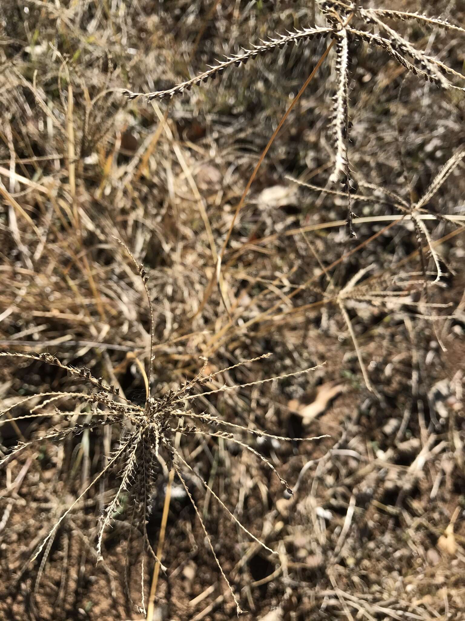 Image of windmill grass