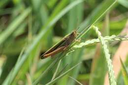 صورة Schizobothrus flavovittatus Sjöstedt 1921