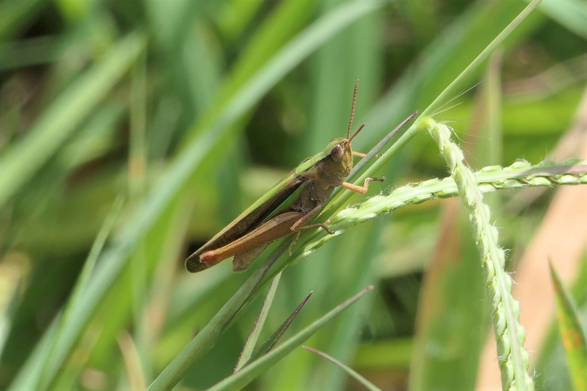 Plancia ëd Schizobothrus flavovittatus Sjöstedt 1921