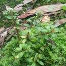 Image of Sedum microsepalum Hayata